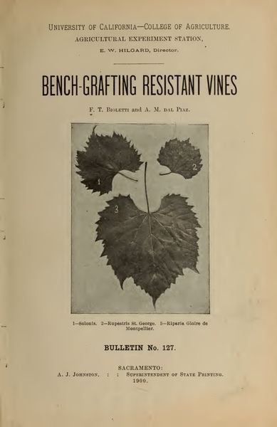 Cover of Bench-Grafting Resistant Vines (California Agricultural Experiment Station Bulletin No. 127)
